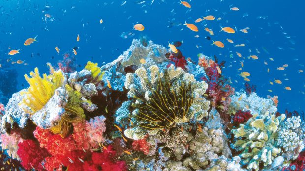 Great Barrier Reef HD Wallpaper.