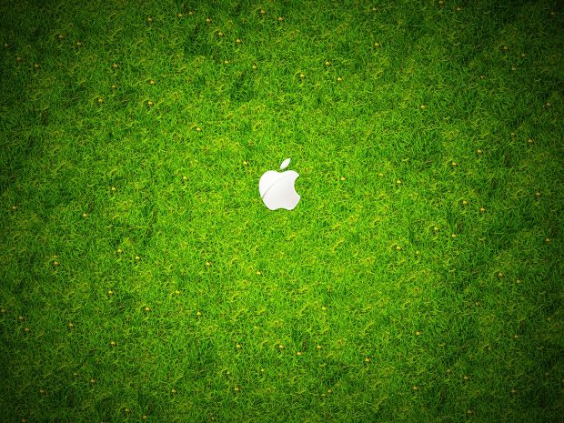 Green Grass hd wallpapers.