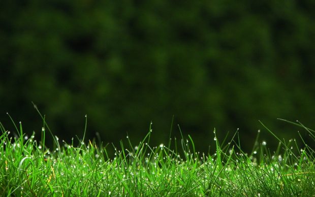 Green Grass wallpaper hd download.