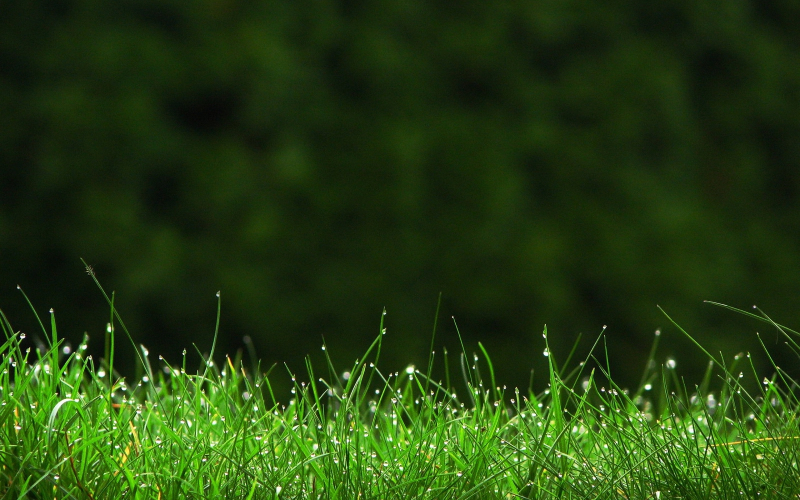 Grass Wallpapers Hd Pixelstalknet