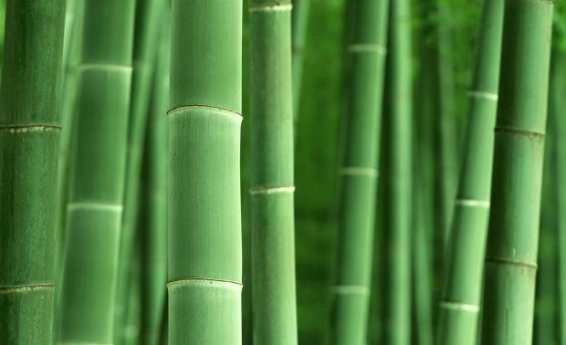 Green HD Bamboo Wallpapers 1920x1200.