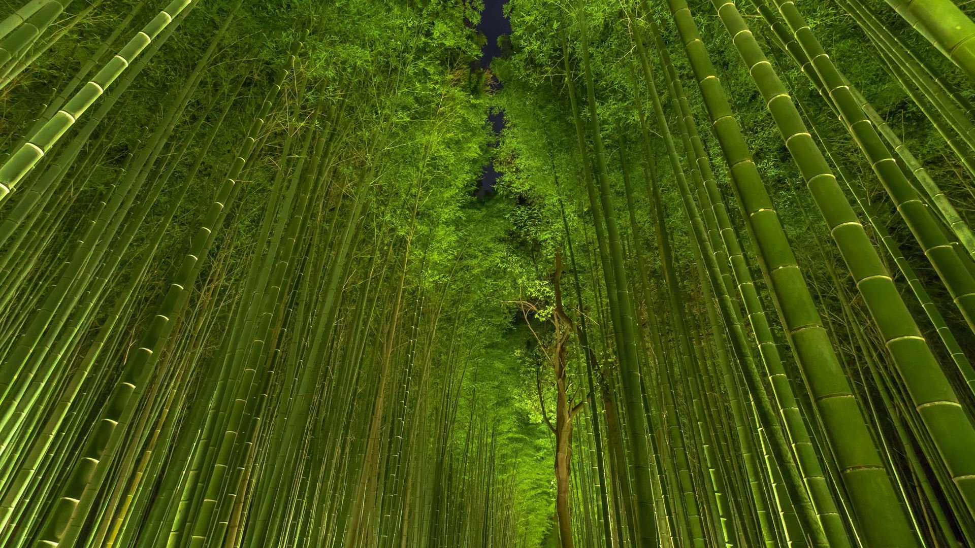 Free HD Bamboo Wallpapers - PixelsTalk.Net