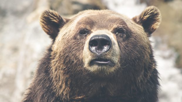 Grizzly Bear portrait uhd wallpapers.