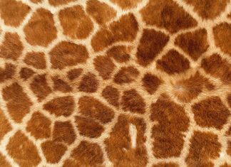 HD Animal Print Pictures.