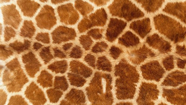 HD Animal Print Pictures.