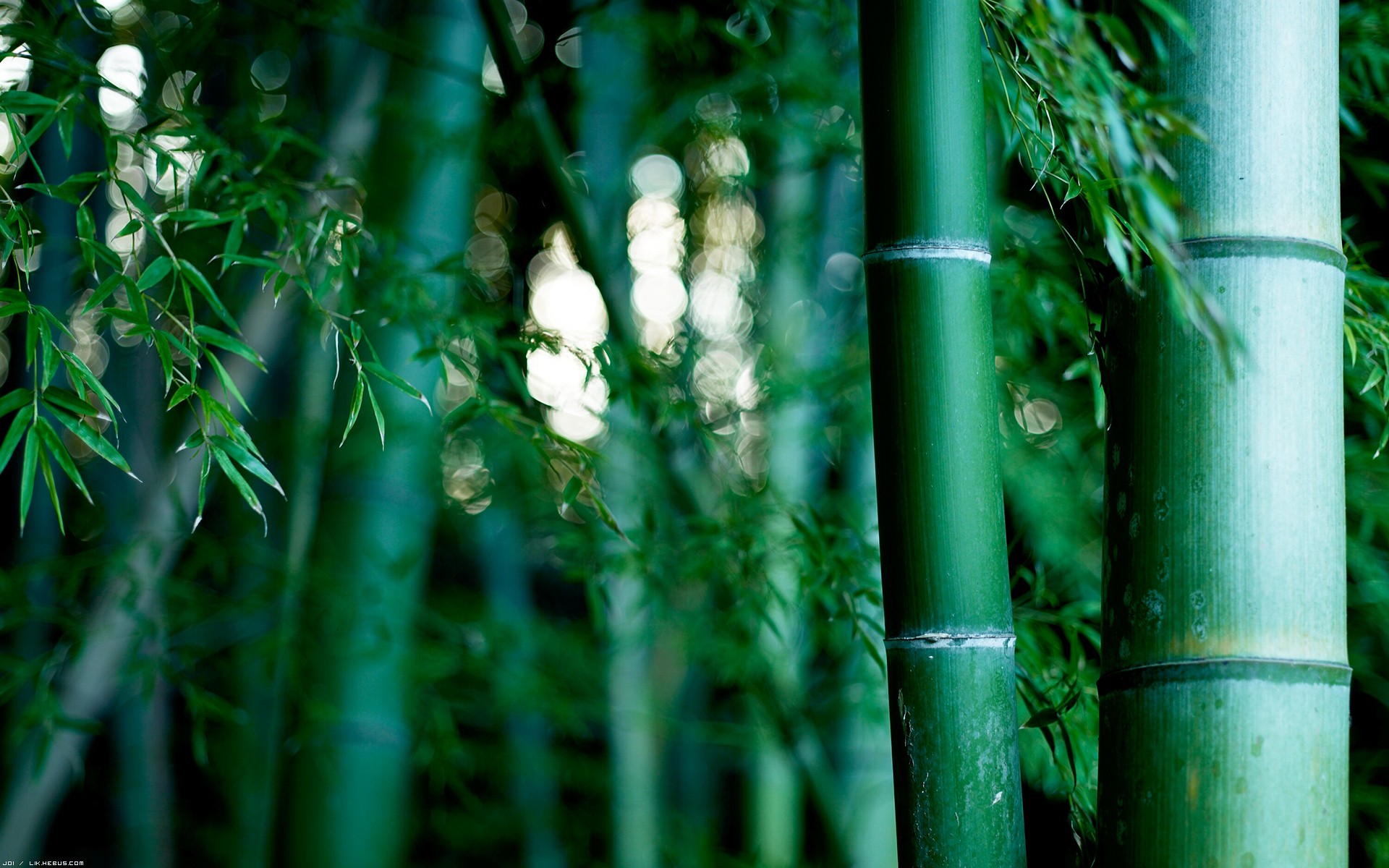 HD Bamboo Backgrounds Download 