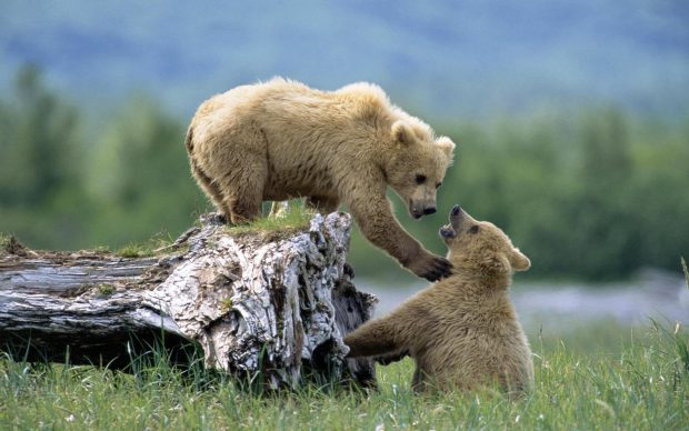 HD Bear Backgrounds For Desktop.