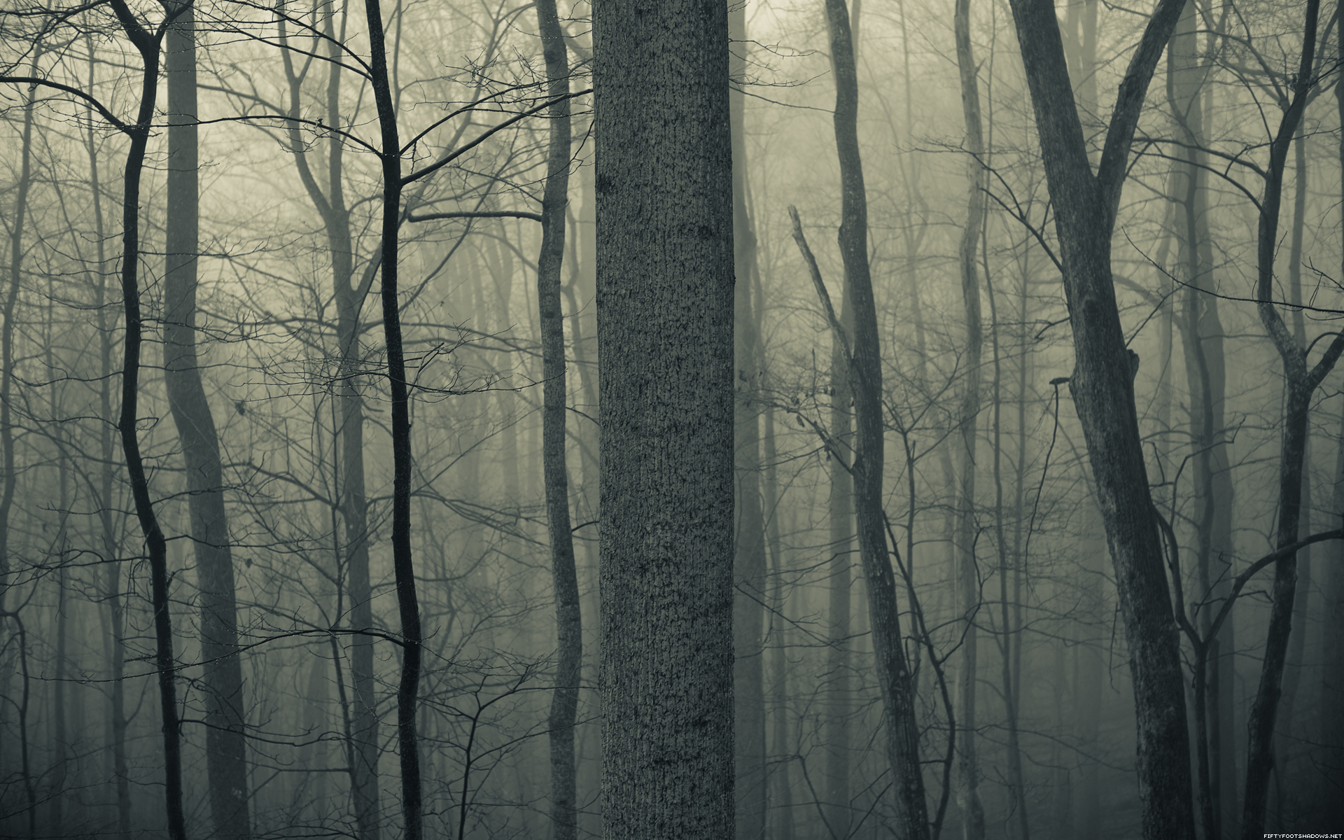 HD Dark Woods Background.