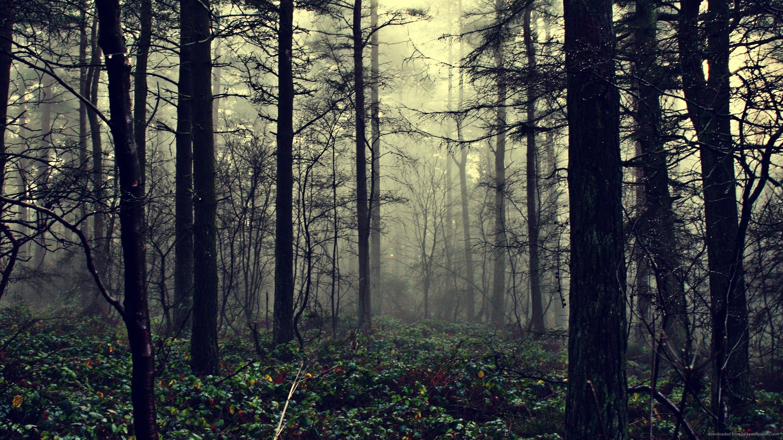 HD Dark Woods Background.
