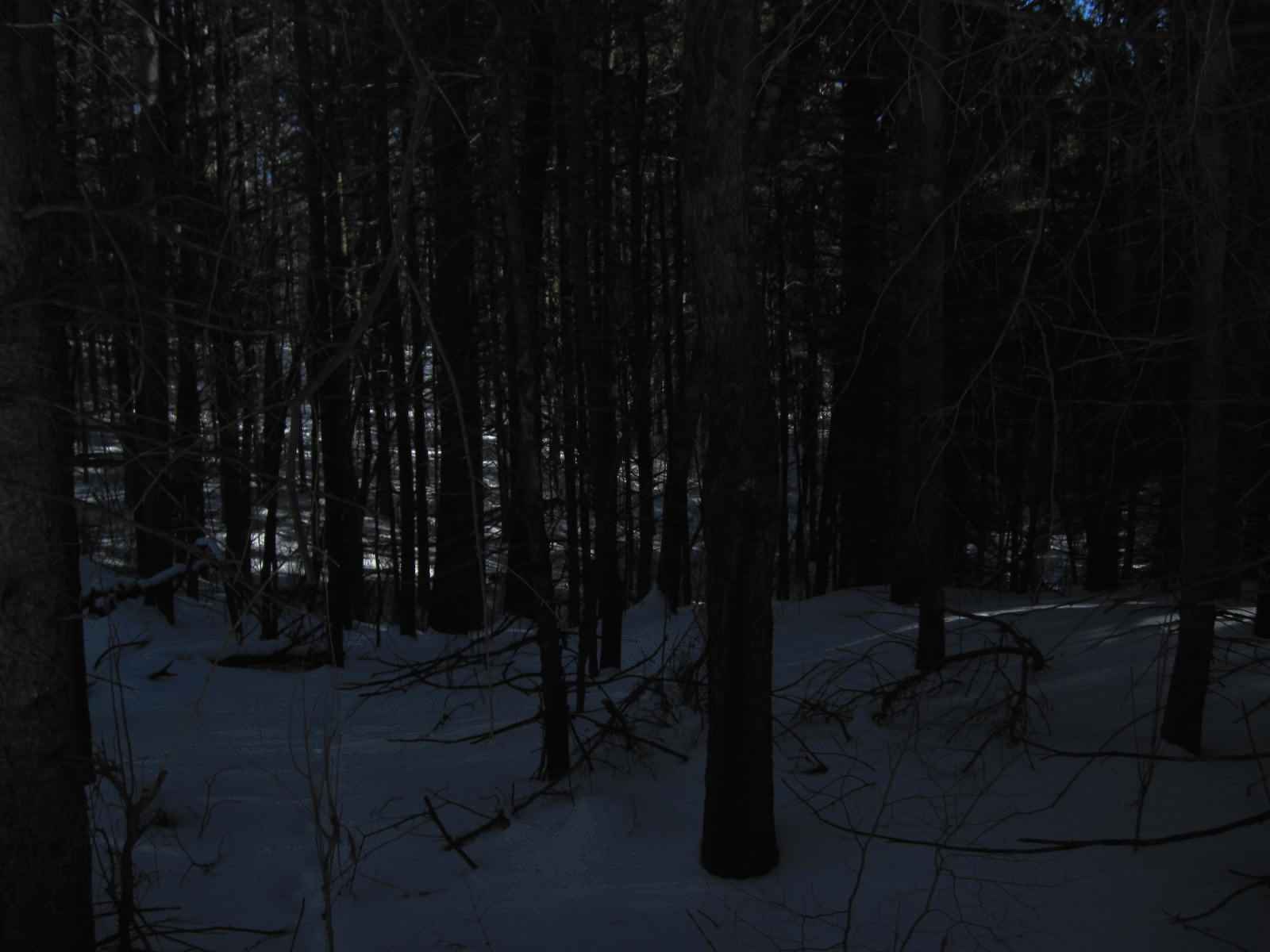 HD Dark Woods Pictures Free Download.