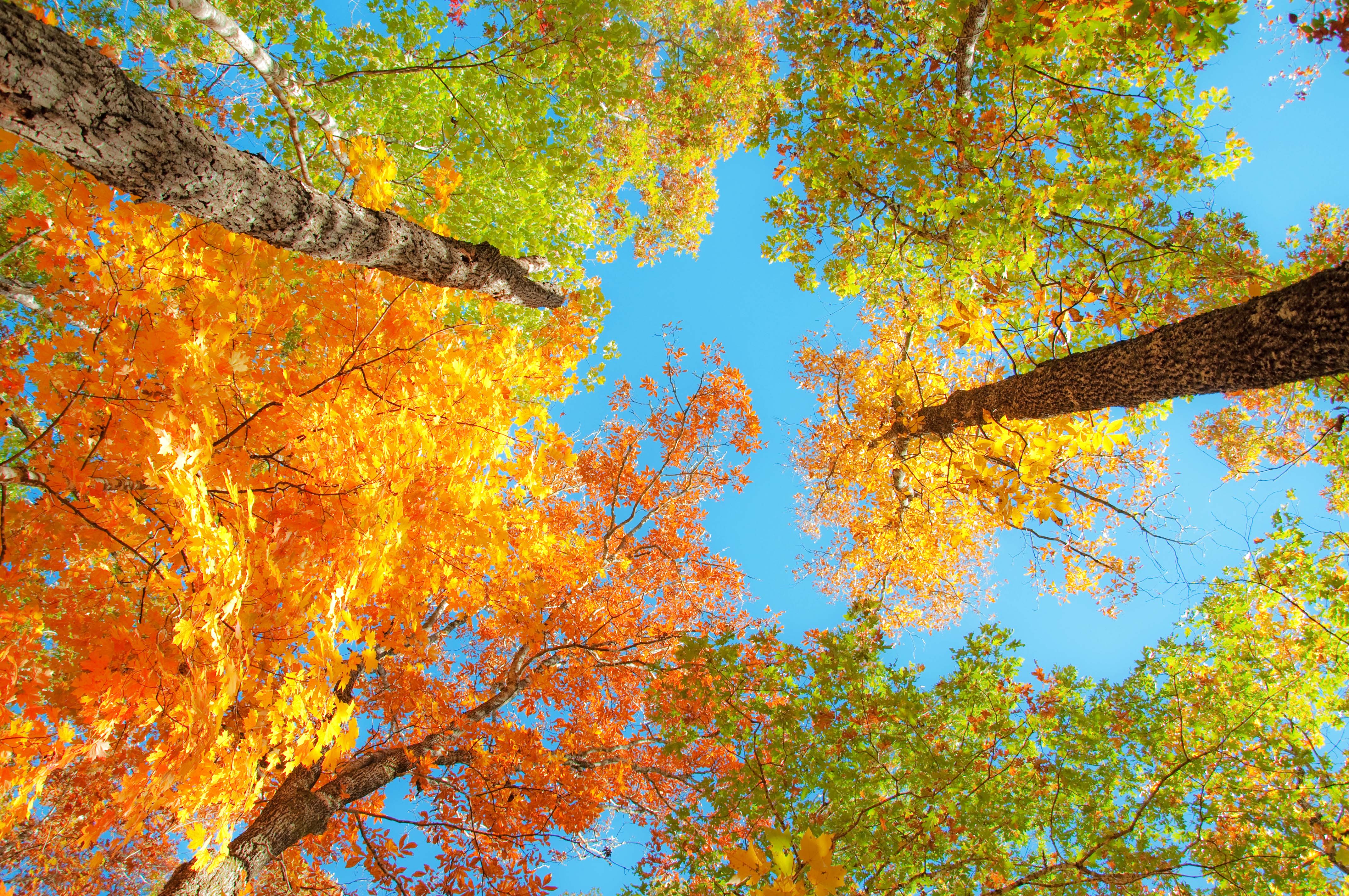 Fall Foliage Desktop Wallpapers | PixelsTalk.Net