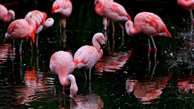 HD Flamingo Background.