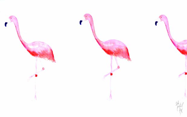 HD Flamingo Photo.