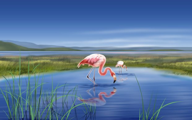 HD Flamingo Pictures.