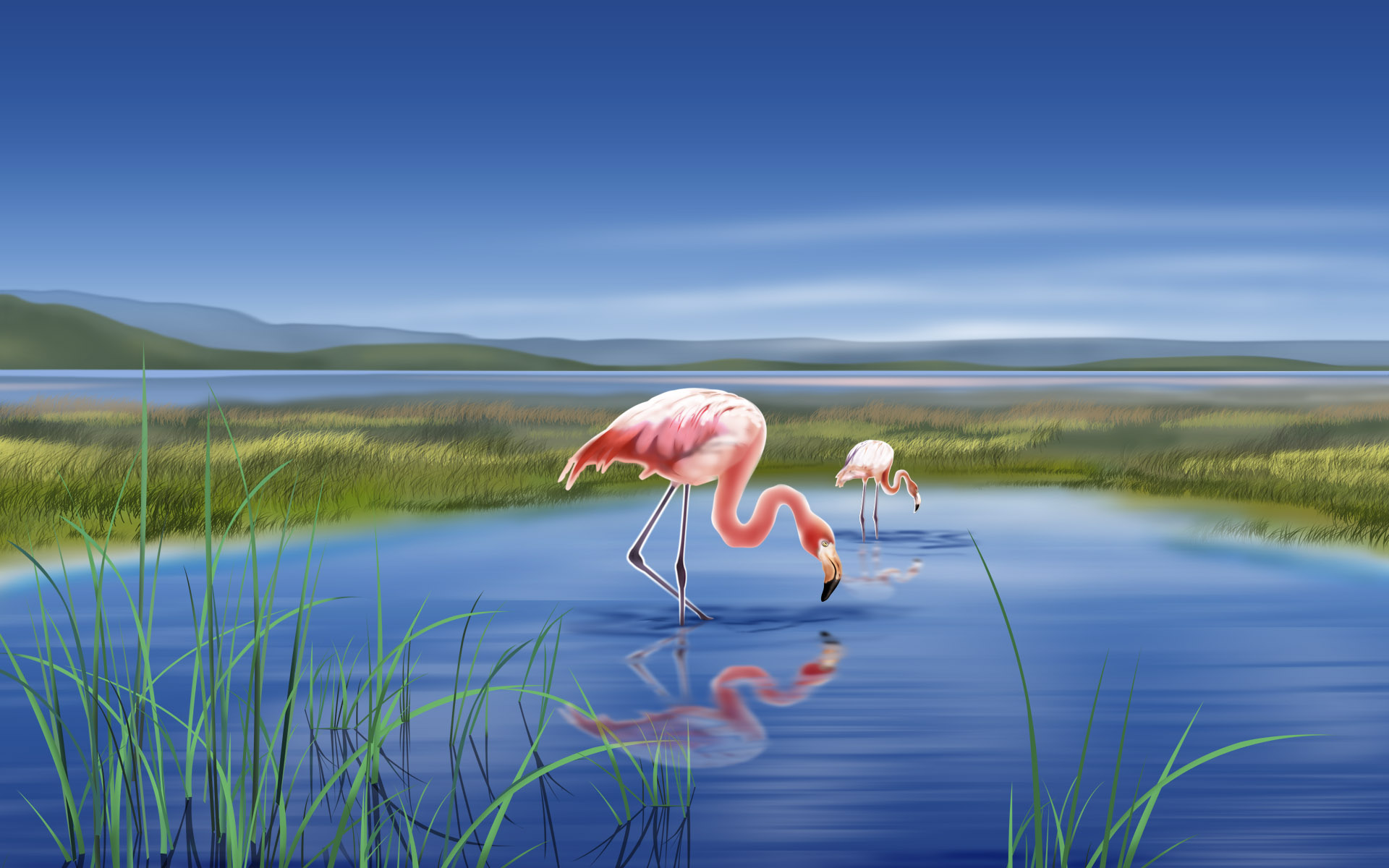 природа птицы розовый фламинго небо облака бесплатно