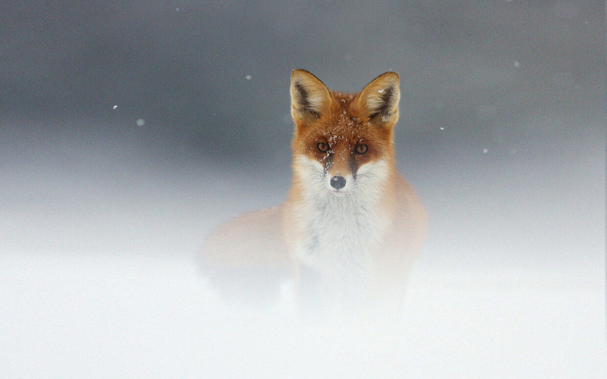 Fox Backgrounds - PixelsTalk