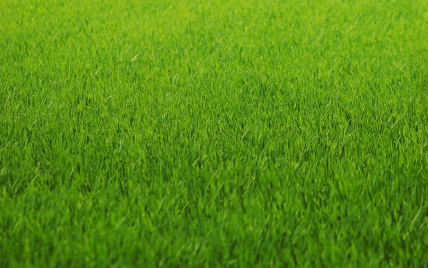 HD Grass Wallpaper.
