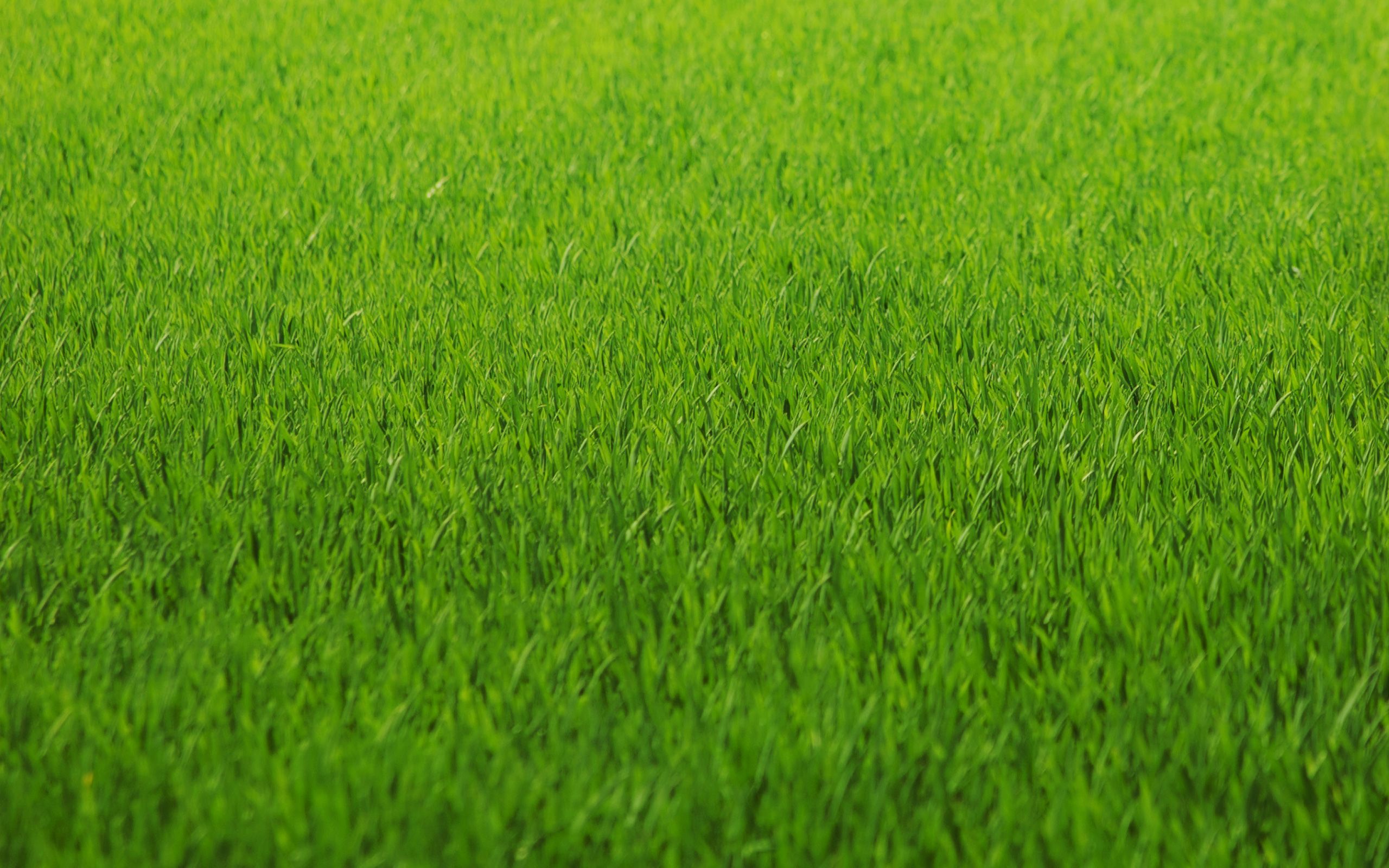 Grass Wallpapers HD | PixelsTalk.Net