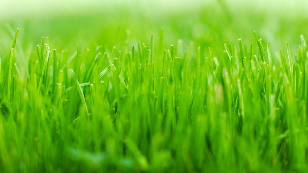 HD Grass Wallpapers Download.