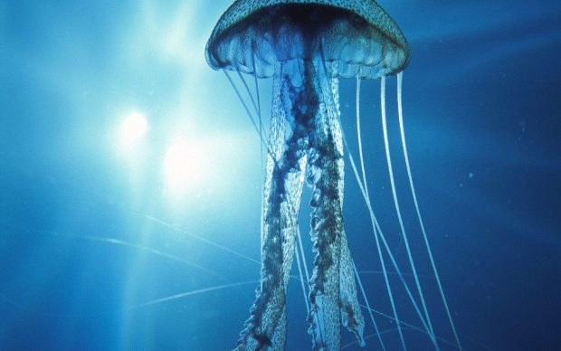 HD Jellyfish Background.