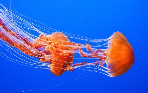 HD Jellyfish Backgrounds.