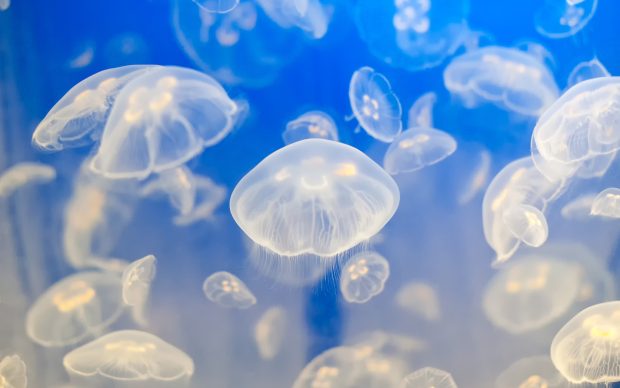 HD Jellyfish Image.