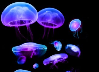 HD Jellyfish Images.