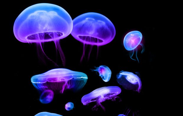 HD Jellyfish Images.