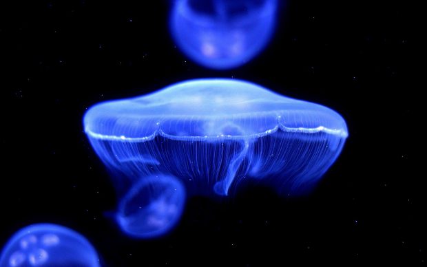 HD Jellyfish Picture.