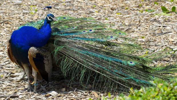 HD Peacock Wallpaper.