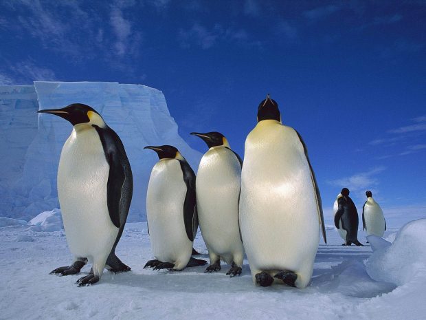 HD Penguin Background.