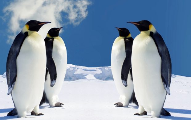 HD Penguin Backgrounds.
