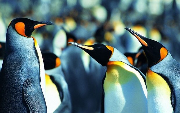 HD Penguin Image.