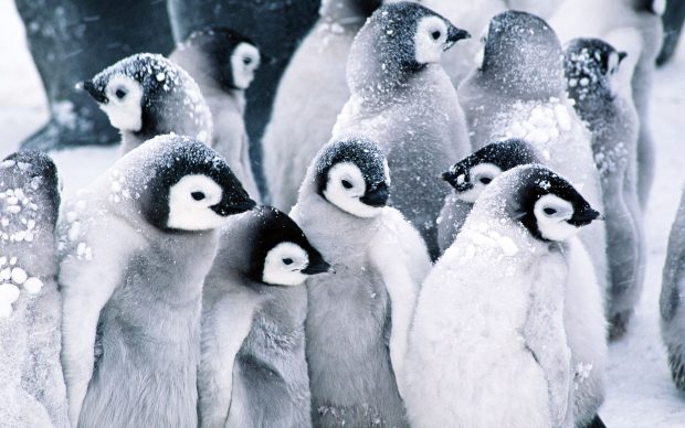 HD Penguin Images.