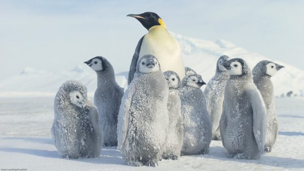 HD Penguin Photo.