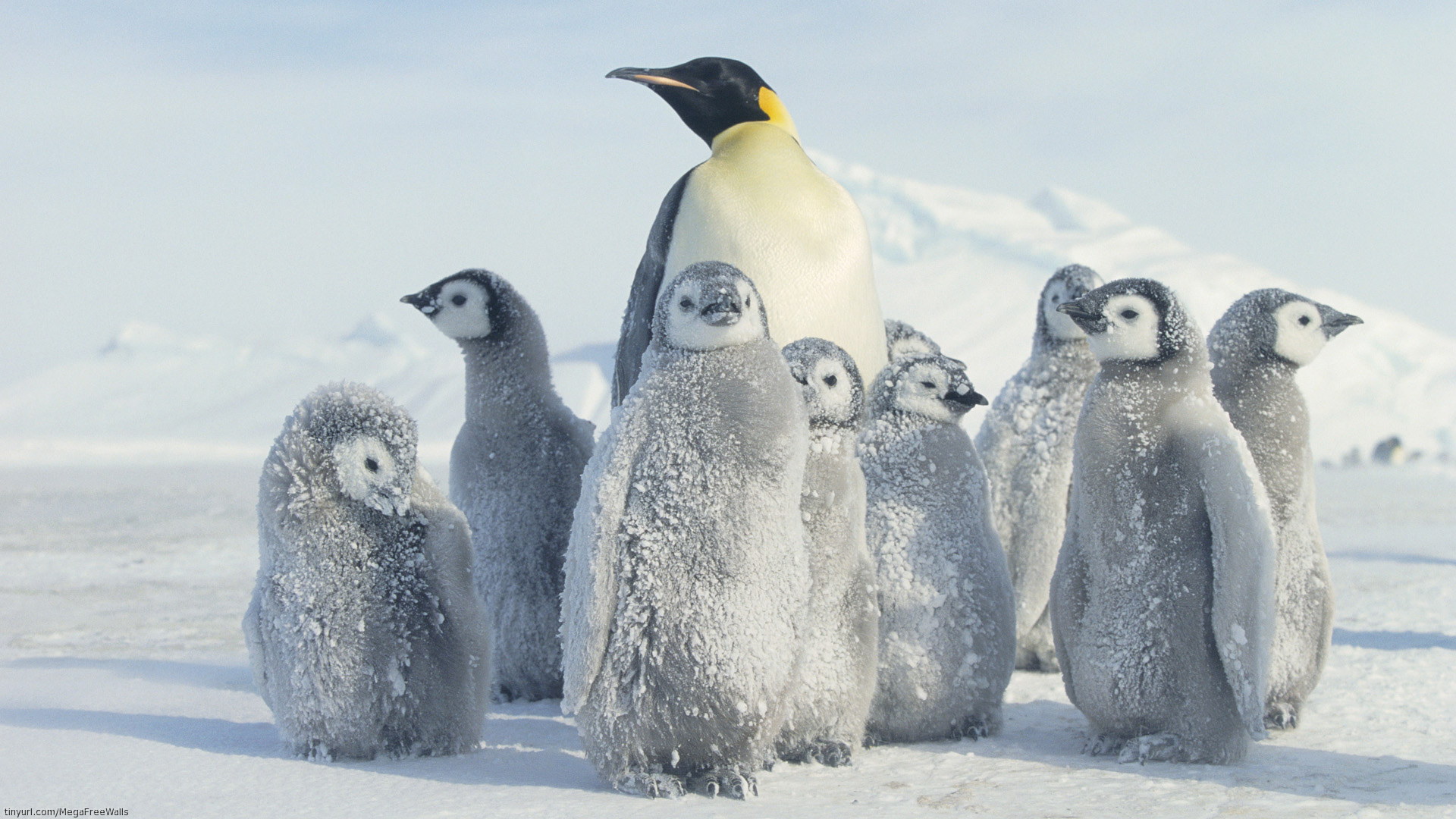 Penguin HD Wallpapers | PixelsTalk.Net
 Cute Winter Penguin Wallpaper