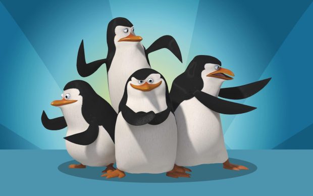 HD Penguin Photos.