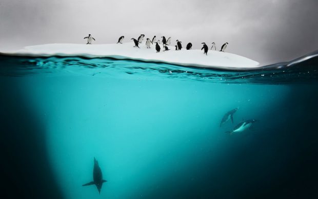 HD Penguin Picture.
