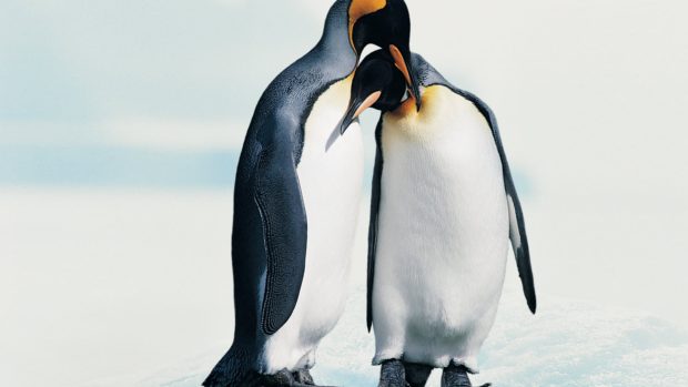 HD Penguin Pictures.