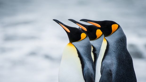 HD Penguin Wallpapers.