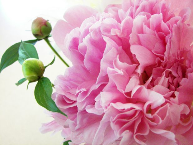 HD Peony Images.