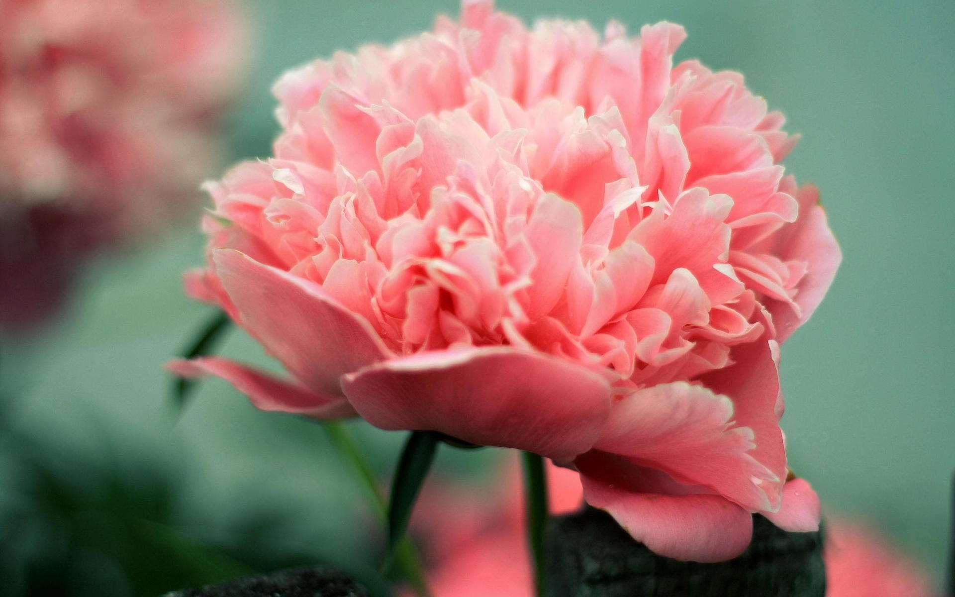 HD Peony Backgrounds - PixelsTalk.Net