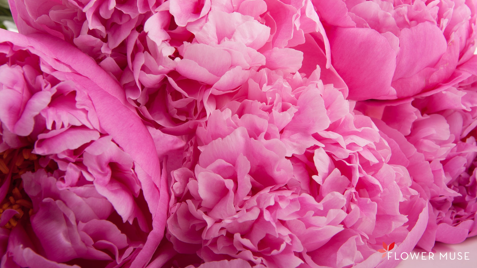 HD Peony Backgrounds - PixelsTalk.Net