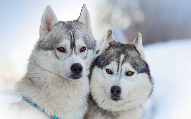 HD Siberian Husky Background.