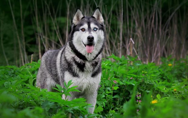 HD Siberian Husky Backgrounds.