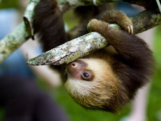HD Sloth Image.