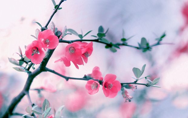 HD Wallpaper Flower Pictures Desktop.