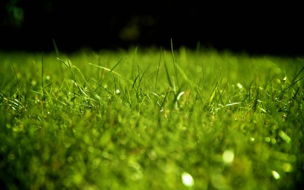 HD Wallpaper Grass Backgrounds.