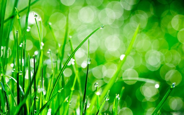 HD Wallpaper Grass Free Download.