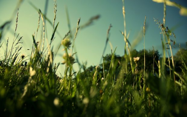 HD Wallpaper miscellaneous grass green.